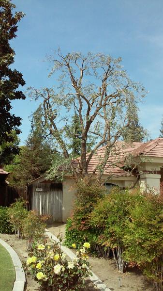 tree