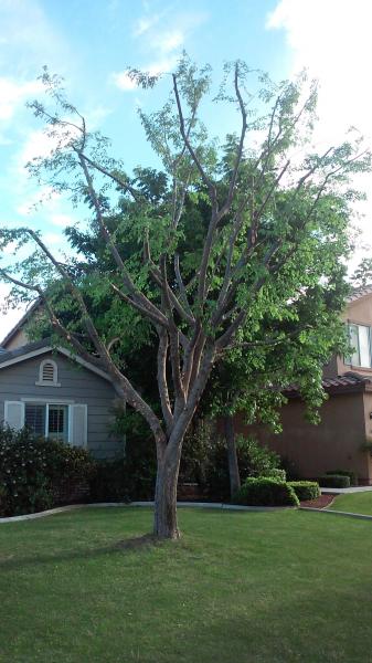 tree