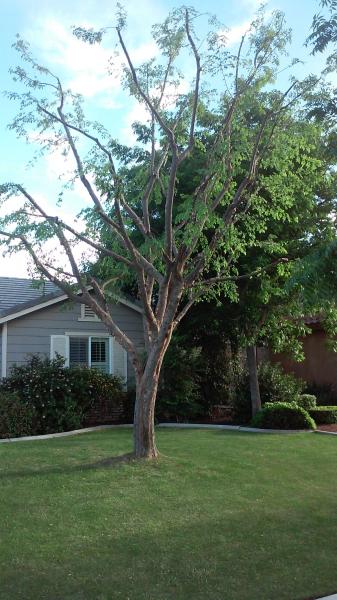 tree