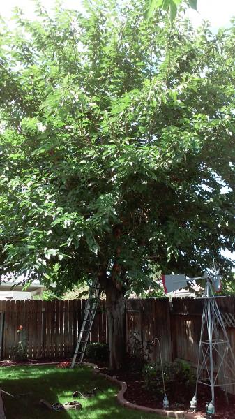 tree
