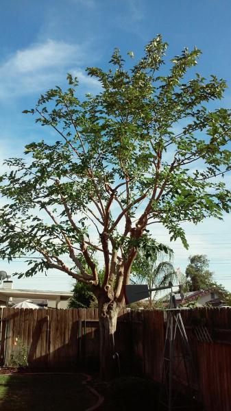 tree