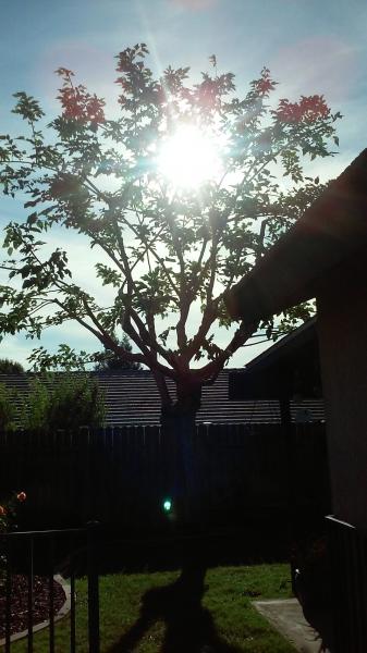tree