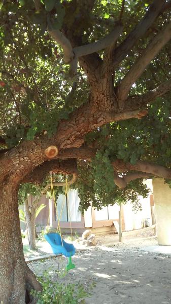 tree