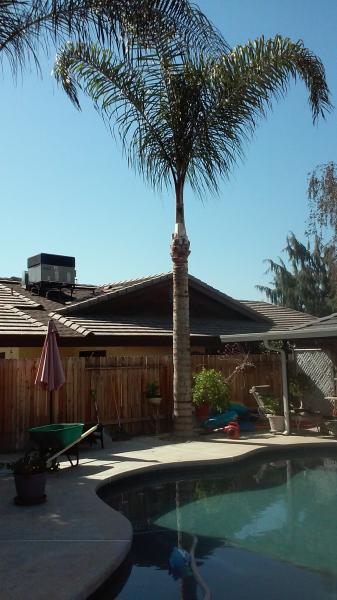 tree