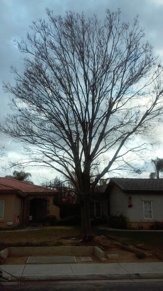 tree