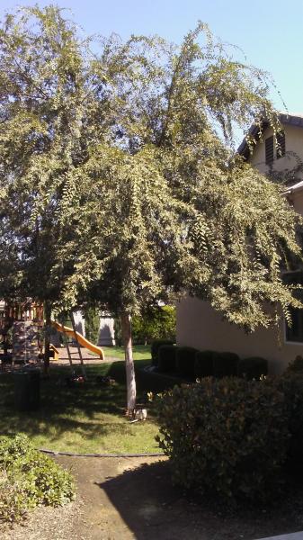 tree