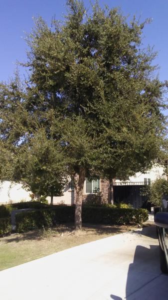 tree