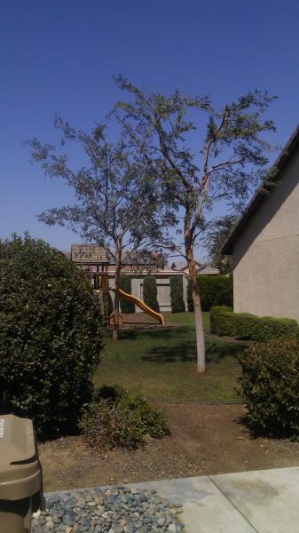 tree