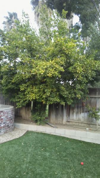 tree