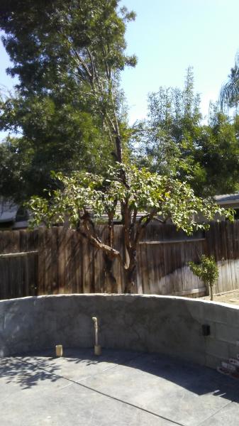 tree