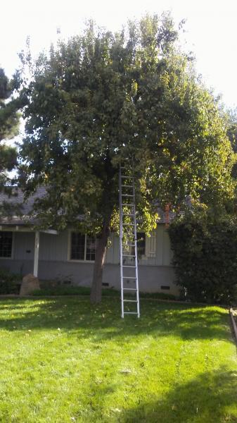 tree