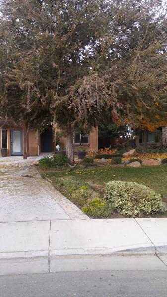tree