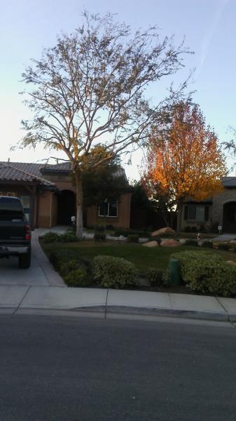 tree