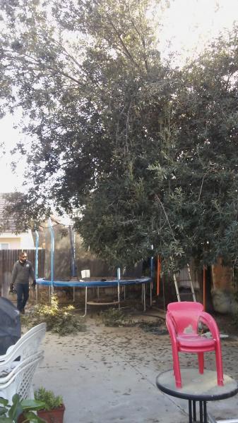 tree