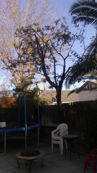tree