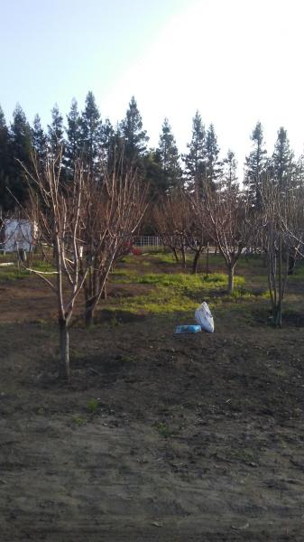 tree