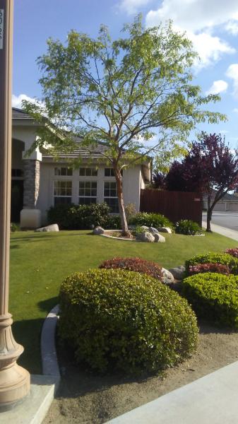 tree
