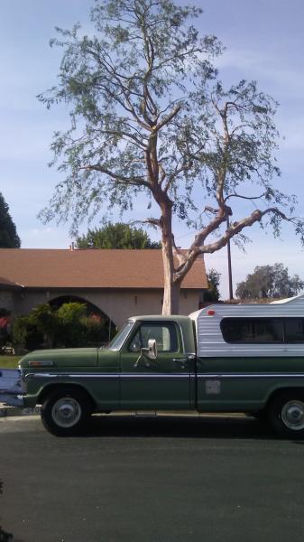 tree