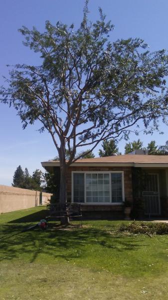 tree