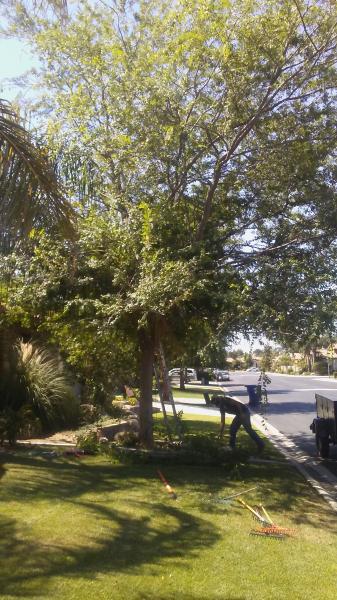 tree