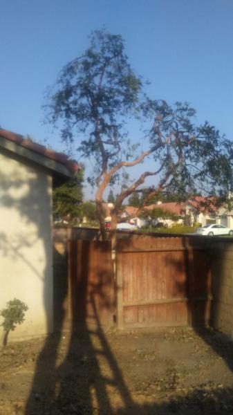 tree