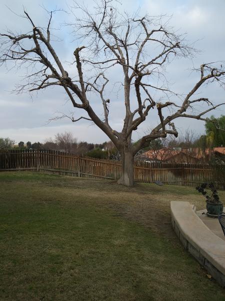 tree