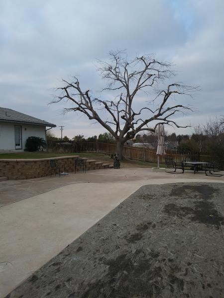 tree