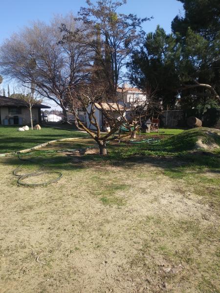 tree