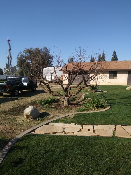 tree