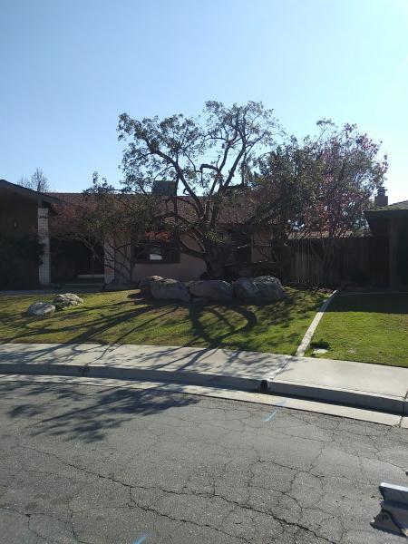 tree
