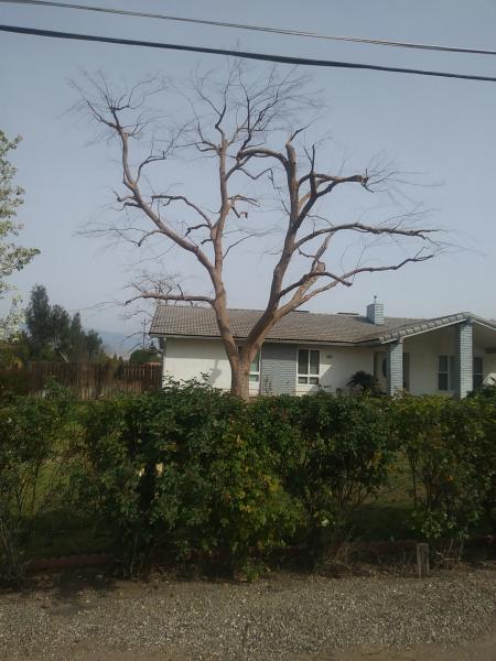tree
