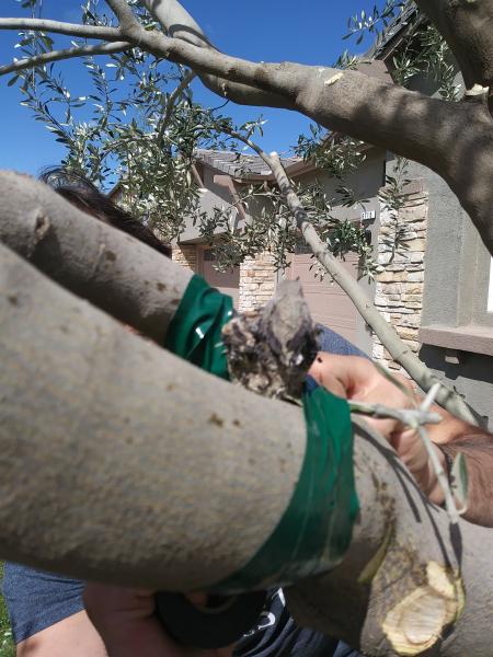 tree