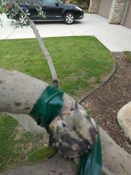 tree