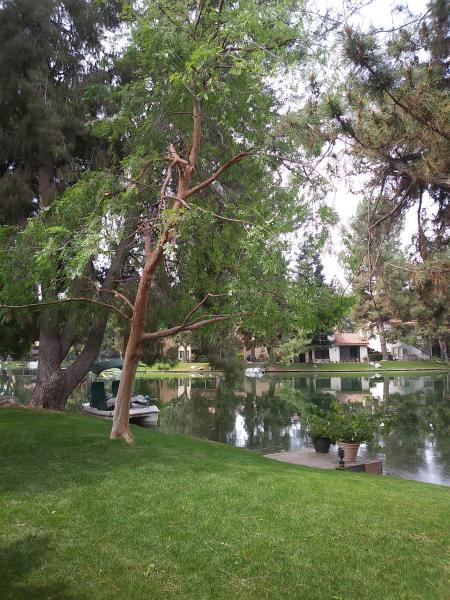 tree