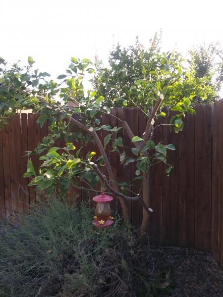 tree