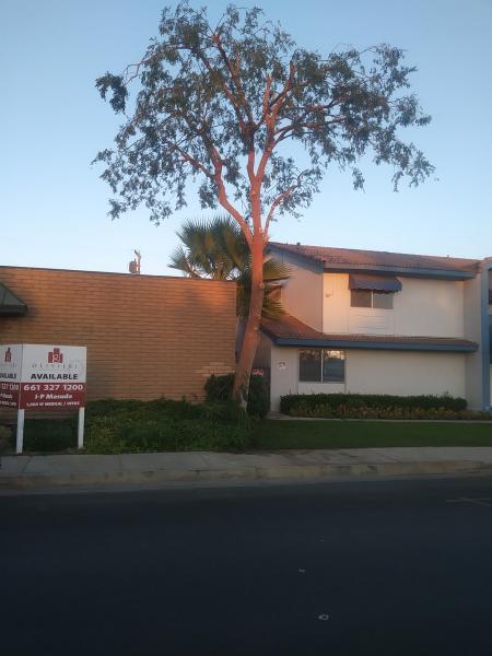 tree