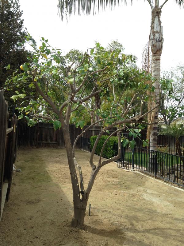 tree