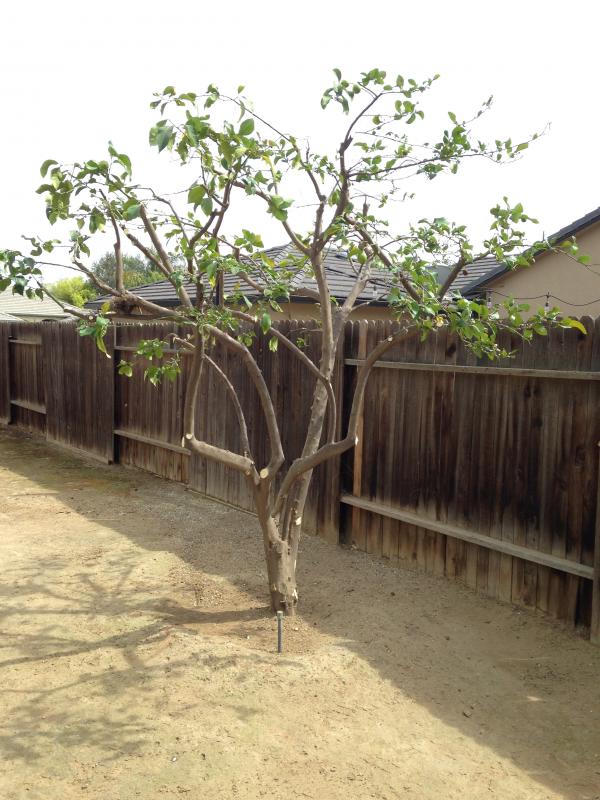 tree