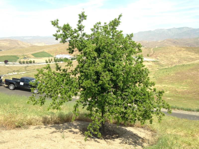 tree