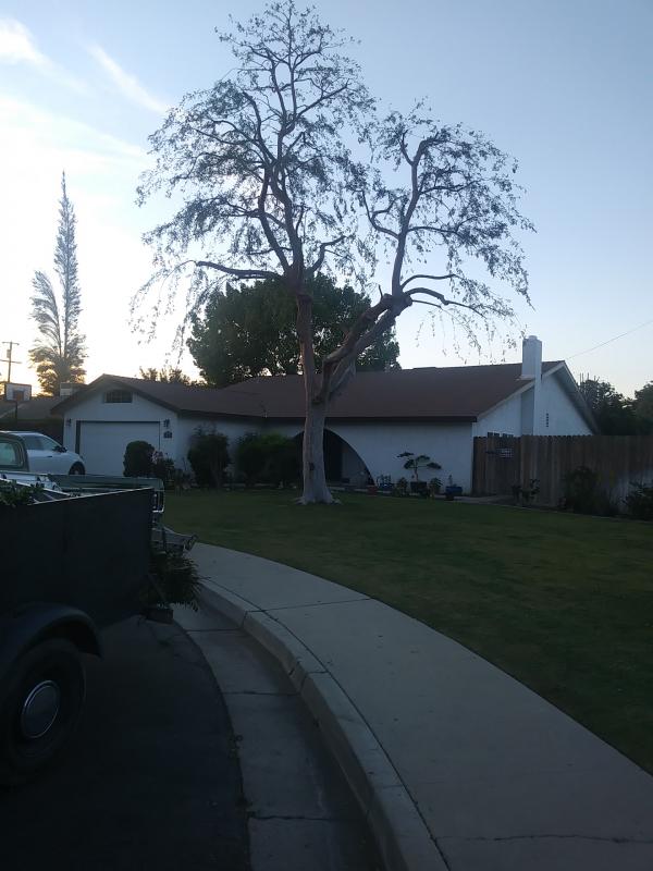 tree