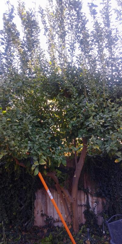 tree