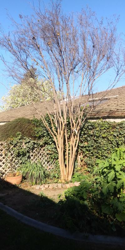 tree