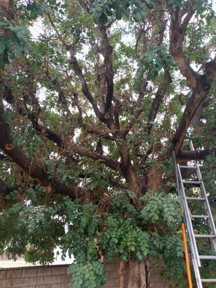tree