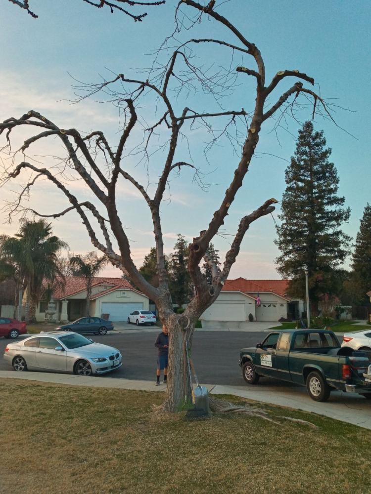 tree