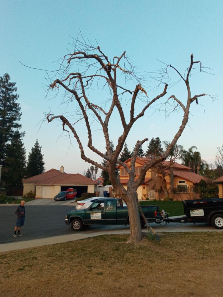 tree