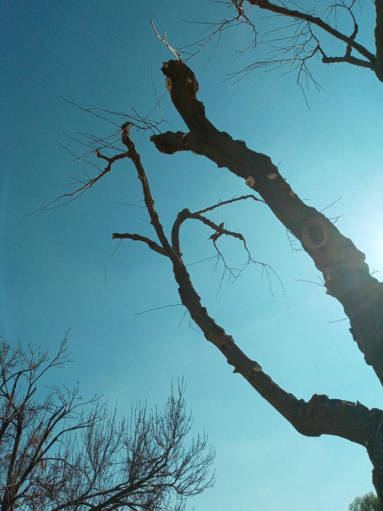 tree
