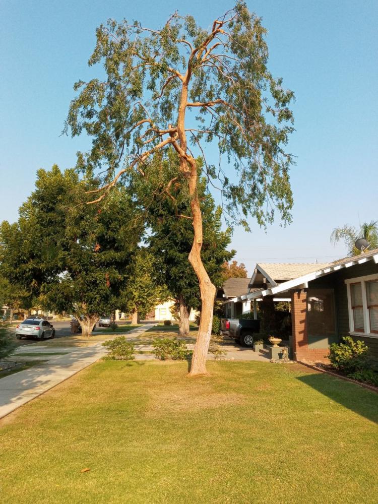 tree