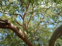 30YR OLD CHINESE Elm 1st time professionally trimmed