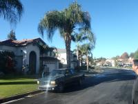 More trimmed queen palms.