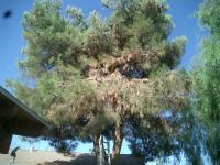 Black pine & Pepper tree Before & after